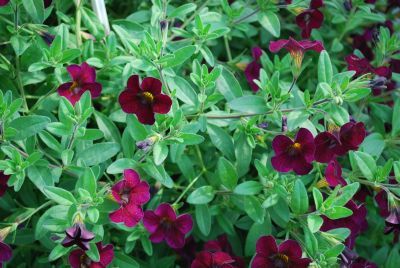 Fides, Inc.: Lindura Calibrachoa Burgundy 