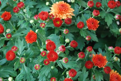 Fides, Inc.: Mystic Mums® Chrysanthemum Afterglow Accent Bronze 