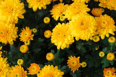 Fides, Inc.: Mystic Mums® Chrysanthemum Afterglow Golden 
