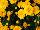Fides, Inc.: Chrysanthemum  'Afterglow Golden' 
