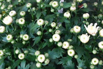 Fides, Inc.: Mystic Mums® Chrysanthemum Afterglow White 