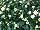 Fides, Inc.: Chrysanthemum  'Afterglow White' 