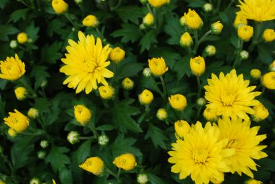 Mystic Mums® Chrysanthemum Afterglow Yellow 