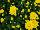 Fides, Inc.: Chrysanthemum  'Afterglow Yellow' 