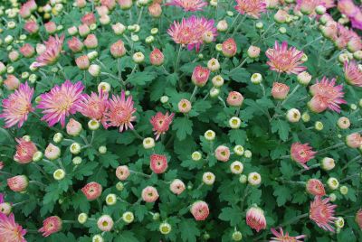 Fides, Inc.: Mystic Mums® Chrysanthemum Daybreak Appleblossom 