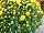 Fides, Inc.: Chrysanthemum  'Daybreak Dark Yellow' 