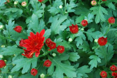 Mystic Mums® Chrysanthemum Eventide Dark Bronze 