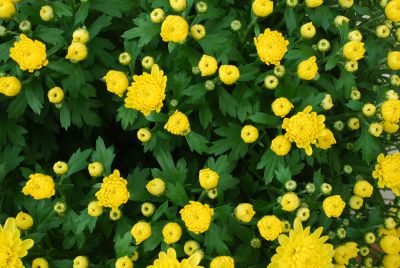 Mystic Mums® Chrysanthemum Eventide Lemon 