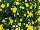 Fides, Inc.: Chrysanthemum  'Eventide Lemon' 