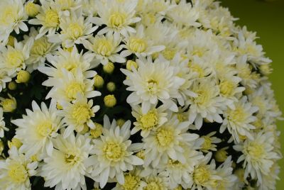 Fides, Inc.: Mystic Mums® Chrysanthemum Eventide White 