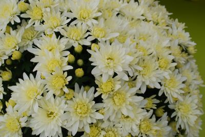 Mystic Mums® Chrysanthemum Eventide White 