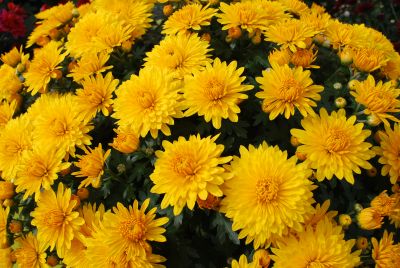 Mystic Mums® Chrysanthemum Meridian Dark Yellow 