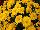 Fides, Inc.: Chrysanthemum  'Meridian Dark Yellow' 