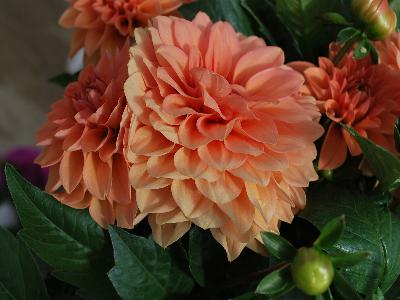 Dahlinova Hypnotica Dahlia Orange 