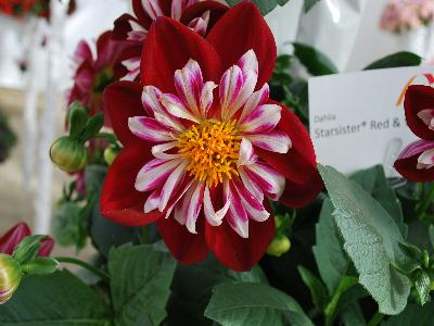 Starsister Dahlia Red and White 