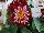 Fides, Inc.: Dahlia  'Red and White' 