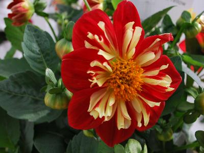 Dahlia Starsister 'Scarlet and Yellow'