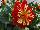 Fides, Inc.: Dahlia  'Scarlet and Yellow' 