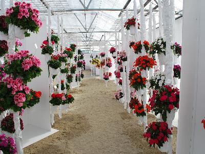 On Display @ Fides-Oro: At Fides-Oro Spring Trials 2013: Several geraniums and impatiens on display.