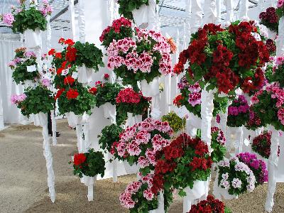 New Geraniums @ Fides-Oro: At Fides-Oro Spring Trials 2013: Several geraniums on display.