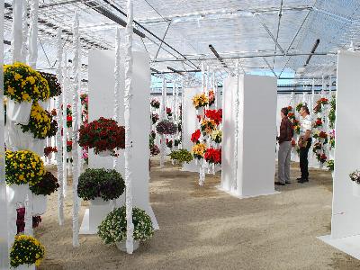 New Varieties @ Fides-Oro: At Fides-Oro Spring Trials 2013: Several exciting varieties on display.