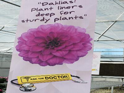 Deep Rooted Dahlias: At Fides-Oro Spring Trials 2013: Ask the Doctor: Dahlias: Plant liner deep for sturdy plants.