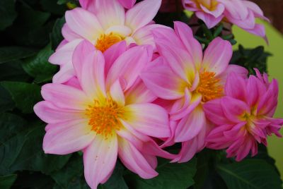 Dahlinova&reg; Dahlia Georgia 