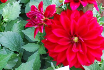 Fides, Inc.: Dahlinova&reg; Hypnotica Dahlia Red Velvet 