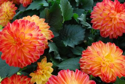 SpringTrials.org – California Spring Trials