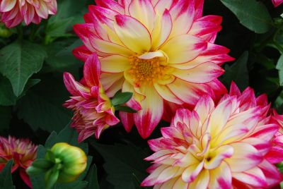 Fides, Inc.: Dahlinova&reg; Hypnotica Dahlia Tropical Breeze 