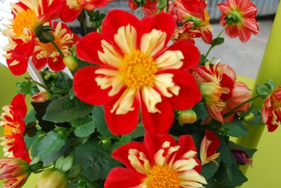 StarSister&reg; Dahlia Red 