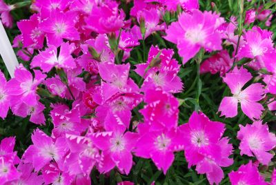 Island View Nursery: Dianthus Kahori 