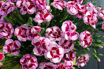 Sunflor® Dianthus Charmy 