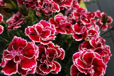 Sunflor® Dianthus Margarita 