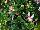 Fides, Inc.: Fuchsia  'Pink' 