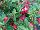 Fides, Inc.: Fuchsia  'Red & White' 