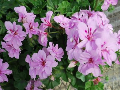 Geranium ivy Global 'Light Lavender'