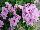 Fides, Inc.: Geranium ivy  'Light Lavender' 