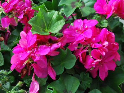 Geranium ivy Global 'Rose Pink'