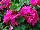 Fides, Inc.: Geranium ivy  'Rose Pink' 