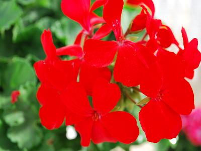 Geranium  'Dixieland'