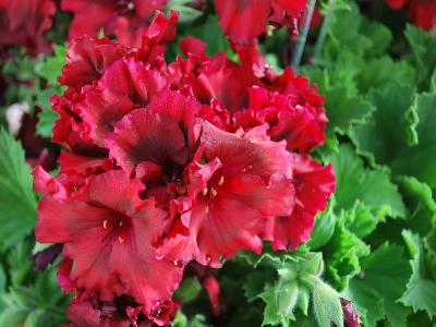 Elegance Geranium Claret 