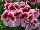 Fides, Inc.: Geranium  'Crystal Rose' 