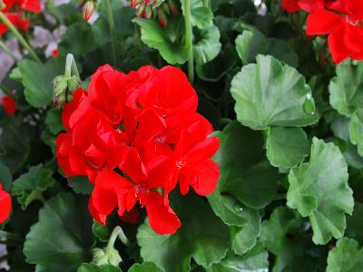 Geranium  'Groove'