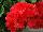 Fides, Inc.: Geranium  'Coral' 