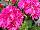 Fides, Inc.: Geranium  'Pink' 