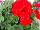 Fides, Inc.: Geranium  'Red' 