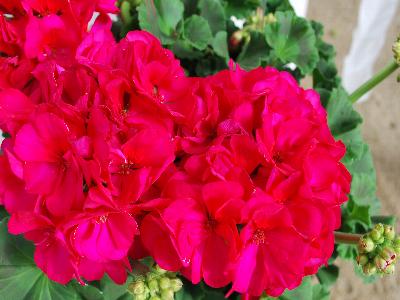 Fides, Inc.: Patriot Geranium Cherry Rose 