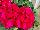 Fides, Inc.: Geranium  'Cherry Rose' 