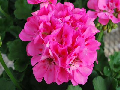 Geranium Patriot 'Tickled Pink'